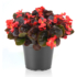 Kép 2/3 - Begonia - Piros virágú, bordó levelű begónia