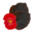 Kép 3/3 - Begonia - Piros virágú, bordó levelű begónia