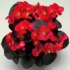Kép 1/3 - Begonia - Piros virágú, bordó levelű begónia