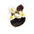 Kép 3/3 - Begonia - Fehér virágú, bordó levelű begónia