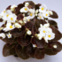 Kép 2/3 - Begonia - Fehér virágú, bordó levelű begónia