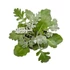 Kép 2/2 - Senecio - Hamvaska