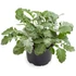 Kép 1/2 - Senecio - Hamvaska