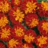 Kép 1/2 - Tagetes - Cirmos bársonyvirág