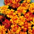 Kép 2/2 - Tagetes - Cirmos bársonyvirág
