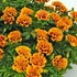 Kép 1/2 - Tagetes - Cirmos bársonyvirág