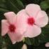 Kép 1/2 - Catharanthus - Barack színű rózsameténg