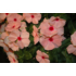 Kép 2/2 - Catharanthus - Barack színű rózsameténg