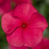 Kép 3/4 - Catharanthus - Rózsaszín rózsameténg