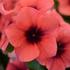 Kép 1/2 - Catharanthus - Narancs színű rózsameténg