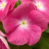Kép 1/4 - Catharanthus - Rózsaszín rózsameténg