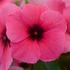 Kép 4/4 - Catharanthus - Rózsaszín rózsameténg