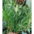 Kép 2/2 - Pennisetum alopecuroides - Tollborzfű