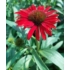 Kép 4/4 - Echinacea purpurea - Bíbor kasvirág