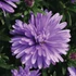 Kép 1/2 - Aster novi-belgii 'Henry I Blue' - Őszirózsa