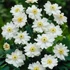 Kép 2/2 - Anemone hupehensis 'Snow Angel' - Kínai/Őszi szellőrózsa