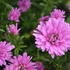 Kép 1/2 - Aster novi-belgii 'Henry I Pink' - Őszirózsa