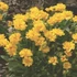 Kép 2/2 - Coreopsis grandiflora 'Illico' - Menyecskeszem