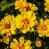 Kép 1/2 - Coreopsis grandiflora 'Illico' - Menyecskeszem