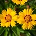 Kép 1/2 - Coreopsis grandiflora 'Andiamo Yellow Red' - Menyecskeszem
