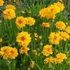 Kép 2/2 - Coreopsis grandiflora 'Early Sunrise' - Menyecskeszem