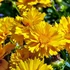 Kép 1/2 - Coreopsis grandiflora 'Early Sunrise' - Menyecskeszem