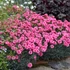 Kép 2/2 - Dianthus plumarius 'Angel of Hope' - Tollas szegfű