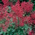 Kép 1/2 - Heuchera sanguinea 'Coral Forest' -  Vérvörös tűzeső