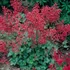 Kép 2/2 - Heuchera sanguinea 'Coral Forest' -  Vérvörös tűzeső