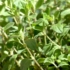 Kép 1/2 - Origanum vulgare - Oregánó (Szurokfű)