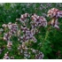 Kép 2/2 - Origanum vulgare - Oregánó (Szurokfű)
