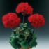 Kép 3/3 - Pelargonium - Piros álló muskátli
