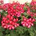 Kép 1/3 - Pelargonium - Cirmos félfutó muskátli