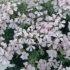 Kép 1/2 - Pelargonium - Fehér futó muskátli