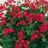 Kép 1/2 - Pelargonium - Piros futó muskátli