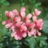 Kép 2/2 - Pelargonium - Rózsaszín futó muskátli