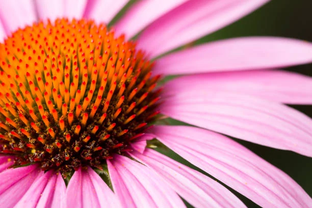 Echinacea